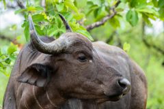High Quality Thai Buffalo Trading in Ubon Ratchath