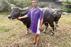 Premium Thai Buffaloes for Sale in Rachabut High Q