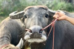 Best Buffalo Semen Supplier in Warin Chamrap Top R