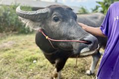 Discover the Best Buffaloes for Sale in Amphoe Phi