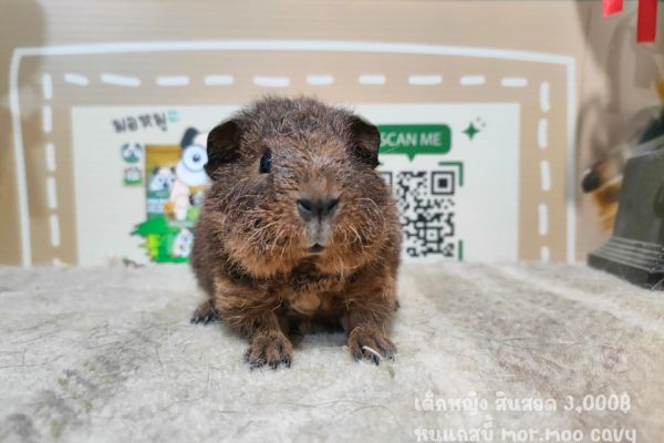 Welcome to mor moo cavy Your Guinea Pig Haven