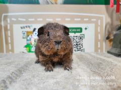 Healthy Happy Guinea Pigs in Bangkok Find Cute Pet
