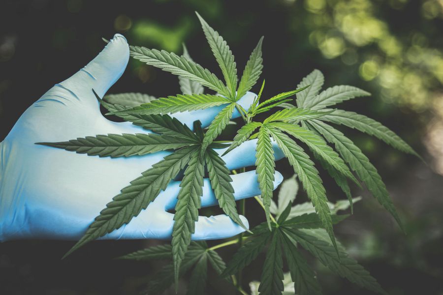 Thailands Cannabis Culture