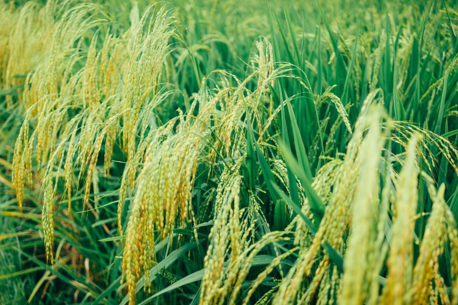 Thailands Rice Fields Transformed into Art to Hono